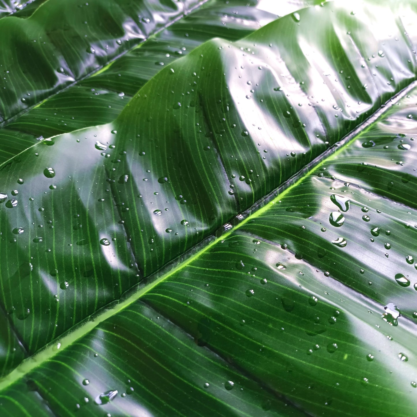 Artificial Banana Leaf With Raindrops