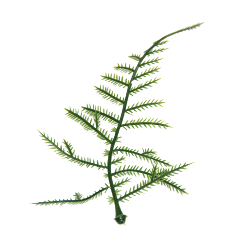 100 Artificial Asparagus Fern Sprays 12cm - Dark Green